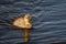 Closeup of a cute rouen duck on a lake under the sunlight with a blurry b