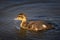 Closeup of a cute rouen duck on a lake under the sunlight with a blurry background