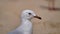 Closeup of cute seagull, Gold Coast, Australia.