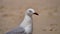 Closeup of cute seagull, Gold Coast, Queensland, Australia.