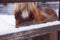 Closeup of cute shy reddish miniature horse with blond mane and white spot on the forehead looking through a wooden fence