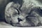 Closeup of cute sleeping british cat. Dark Background. Selective