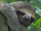 Closeup of a cute sloth