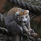 Closeup of a cute small lemur in a zoo