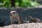 Closeup of cute small prairie dogs on the dry ground during daylight