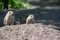 Closeup of cute small prairie dogs on the dry ground during daylight