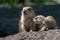 Closeup of cute small prairie dogs on the dry ground during daylight