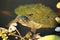 Closeup cute smiling face Australian turtle in lily pond