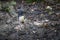 Closeup of cute South Island Robin bird in a forest on the West Coast, New Zealand