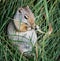 Closeup of a cute squirrel munching grass at a field