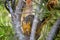 Closeup of cute squirrel on pine tree looking at camera.