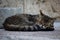 Closeup of a cute striped sleeping cat on the ground at daytime