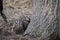 Closeup of cute striped young wild brown boars in a forest in Germany