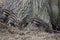 Closeup of cute striped young wild brown boars in a forest in Germany