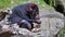 Closeup of cute Tasmanian Devil, Australia