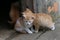 Closeup of cute tiny ginger kittens on an old doorstep at daylight