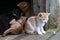 Closeup of cute tiny ginger kittens on an old doorstep at daylight