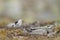 Closeup of a cute tiny Snow bunting on the ground in the Dovrefjellâ€“Sunndalsfjella National Park