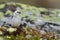 Closeup of a cute tiny Snow bunting on the ground in the Dovrefjellâ€“Sunndalsfjella National Park