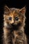 Closeup Cute Tortie Kitten on Black background