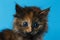 Closeup Cute Tortie Kitten on Blue