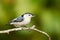 Closeup of a cute white-breasted nuthatch perched on the tree branch