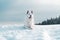 Closeup of a cute white Swiss shepherd on the snow