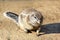 Closeup of cute wild rodent sitting on grain