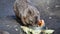 Closeup of cute Wombat, Australia, disappearing species