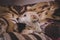 Closeup cute young dog lying on an animal-printed bed cover