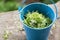 Closeup of cuted sprouted arugula microgreen in a bucket