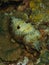 Closeup with cuttlefish during the night dive in Sabah, Borneo.