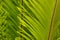 Closeup of cycad palm leaf