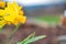 Closeup of cyclamen-flowered daffodils in a field under the sunlight with a blurry background