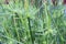 Closeup of cyperus papyrus or Nile Grass growing