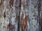 Closeup cypress bark in autumn