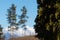 Closeup of cypress tree with pine trees and snowcapped mountains in background