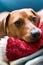 Closeup of Dachshund resting on toy