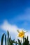 Closeup of daffodil against a blue sky