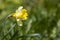 Closeup of daffodil on a meadow  with copy space