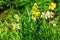 Closeup of daffodils in bloom, popular dutch plant specie for the garden