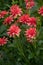 Closeup of a Dahlia American dawn flower