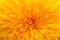 Closeup dahlia flower background