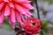 A closeup of dahlia flower just after the rain.