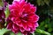 Closeup of a Dahlias flower