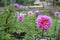 Closeup of dahlias flower in full bloom in the garden