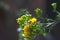 Closeup of a dainty sulphur on wildflowers in a field under the sunlight