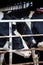 Closeup of dairy cows in the indoor barn of a Canadian farm