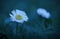 Closeup Daisy flower at night