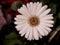 Closeup Daisy Flower  white color with dark green background